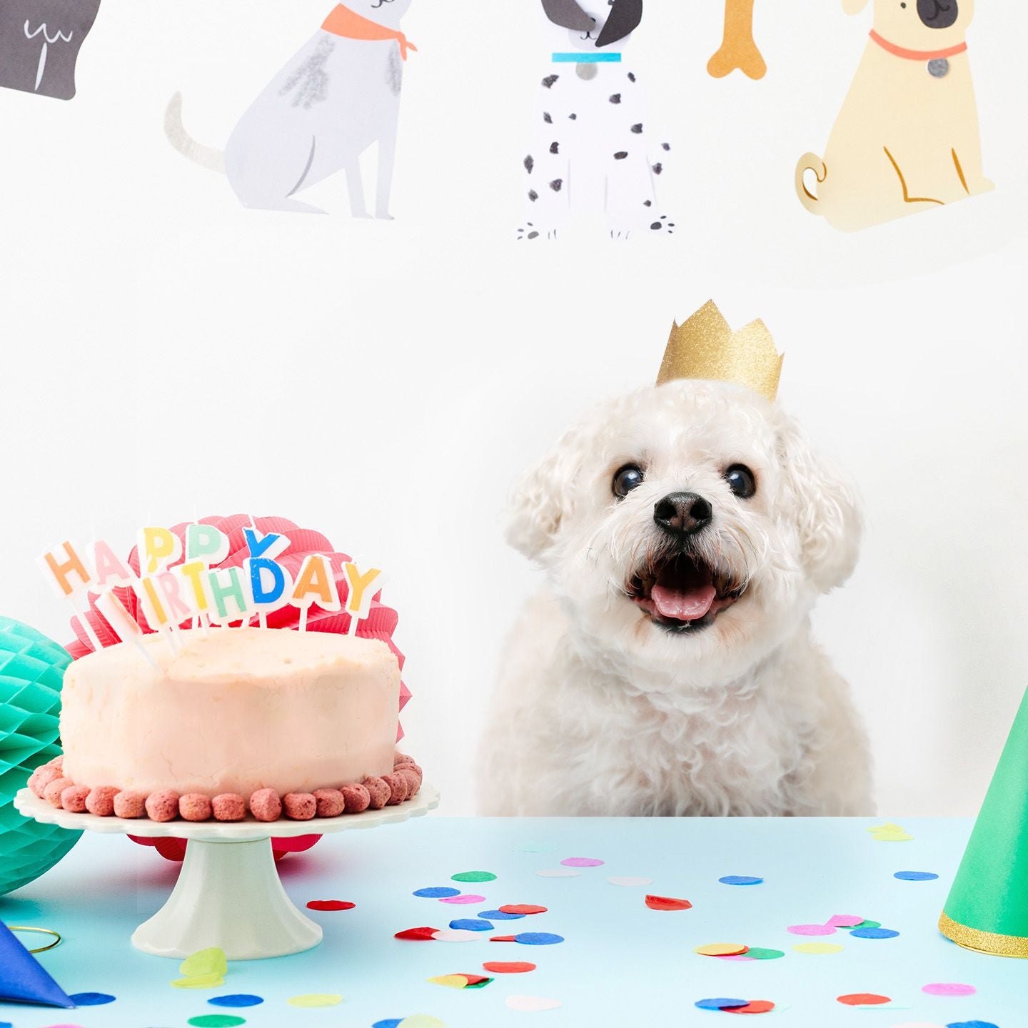 Celebrate Your Pet's Birthday with This Guide!