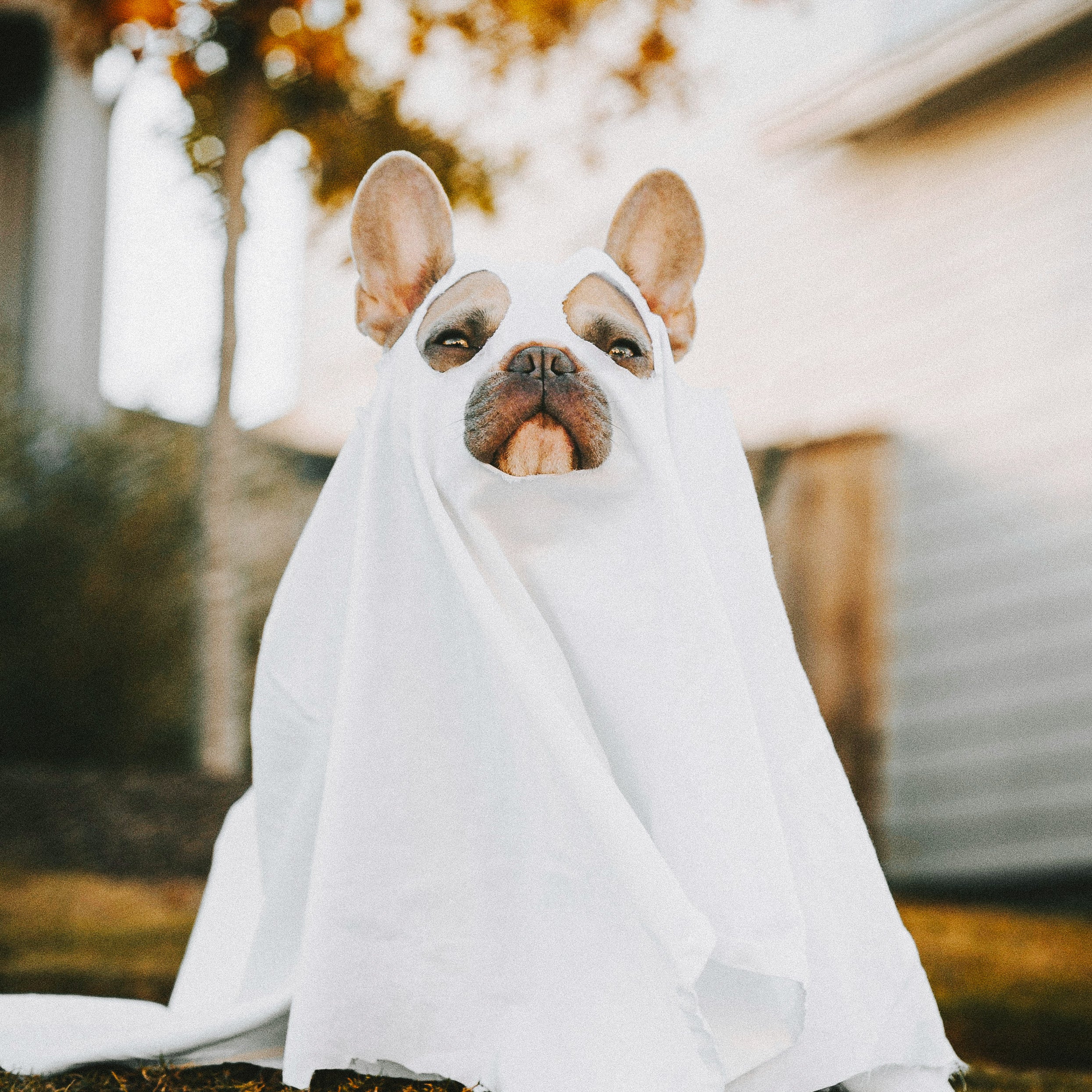 French bull dog dressed like a ghost outside.