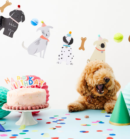 The Perfect Birthday Celebration for Your Pet!