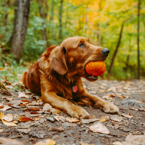 Can Dogs Have Pumpkin?