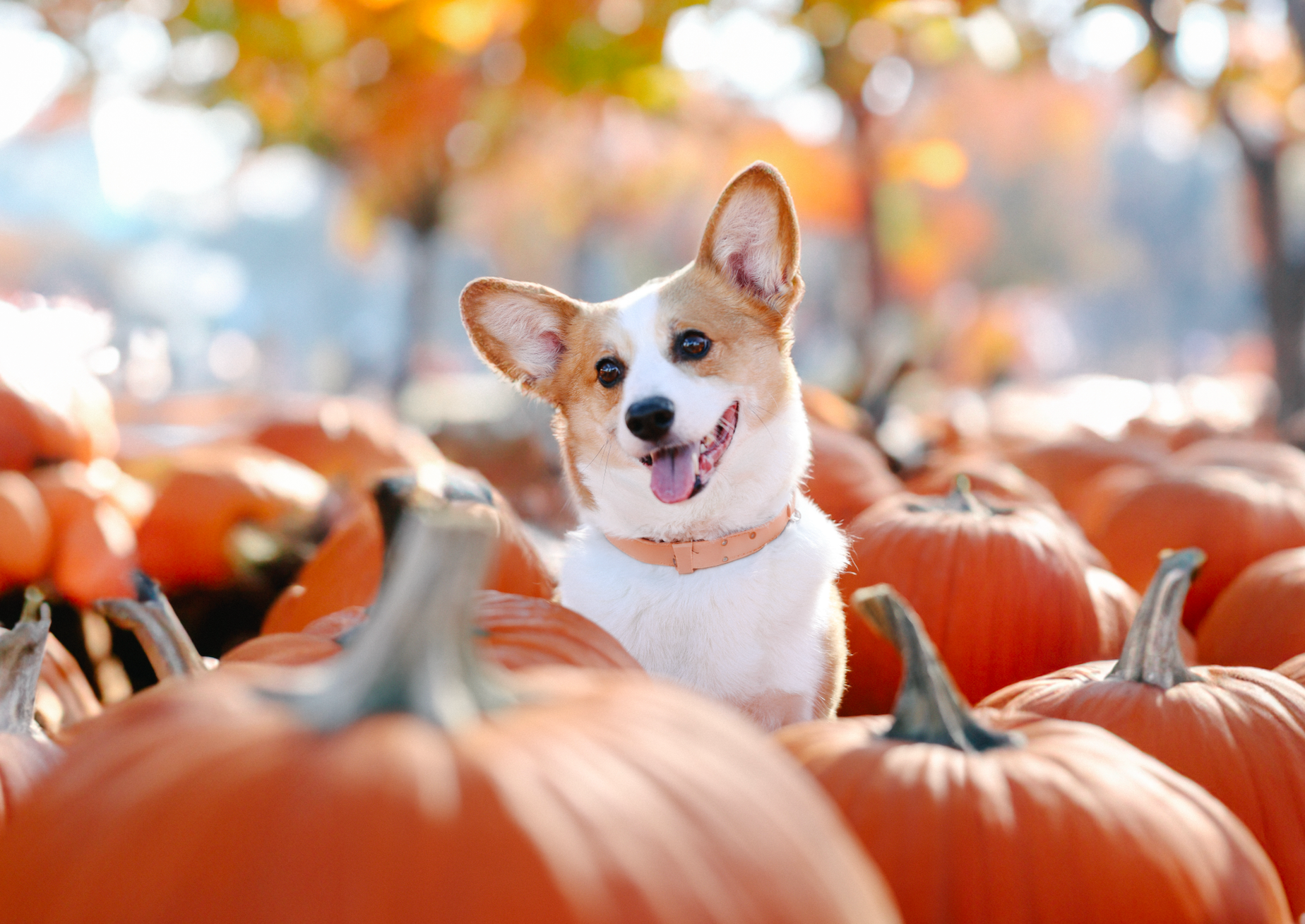 The Benefits of Pumpkin in Dogs