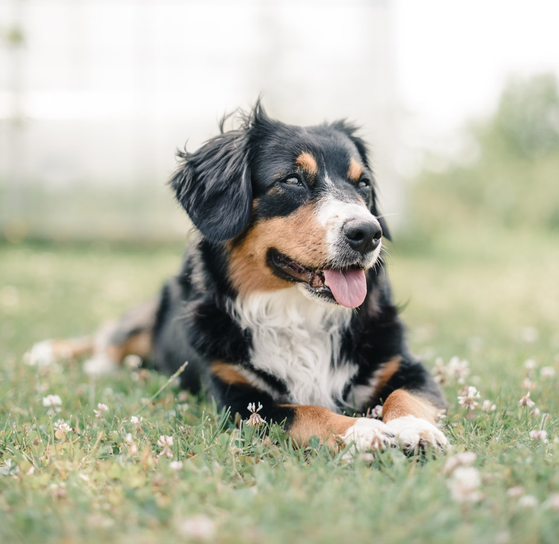 Beware of These Poisonous Plants for Dogs