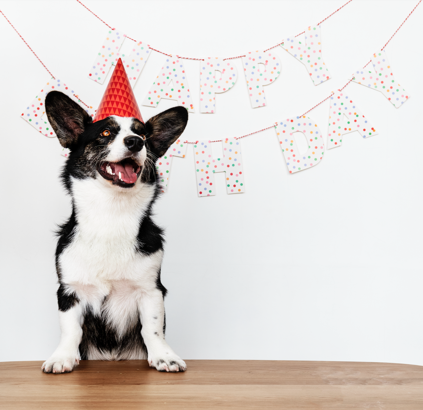 Your Pet's May Birthday Guide