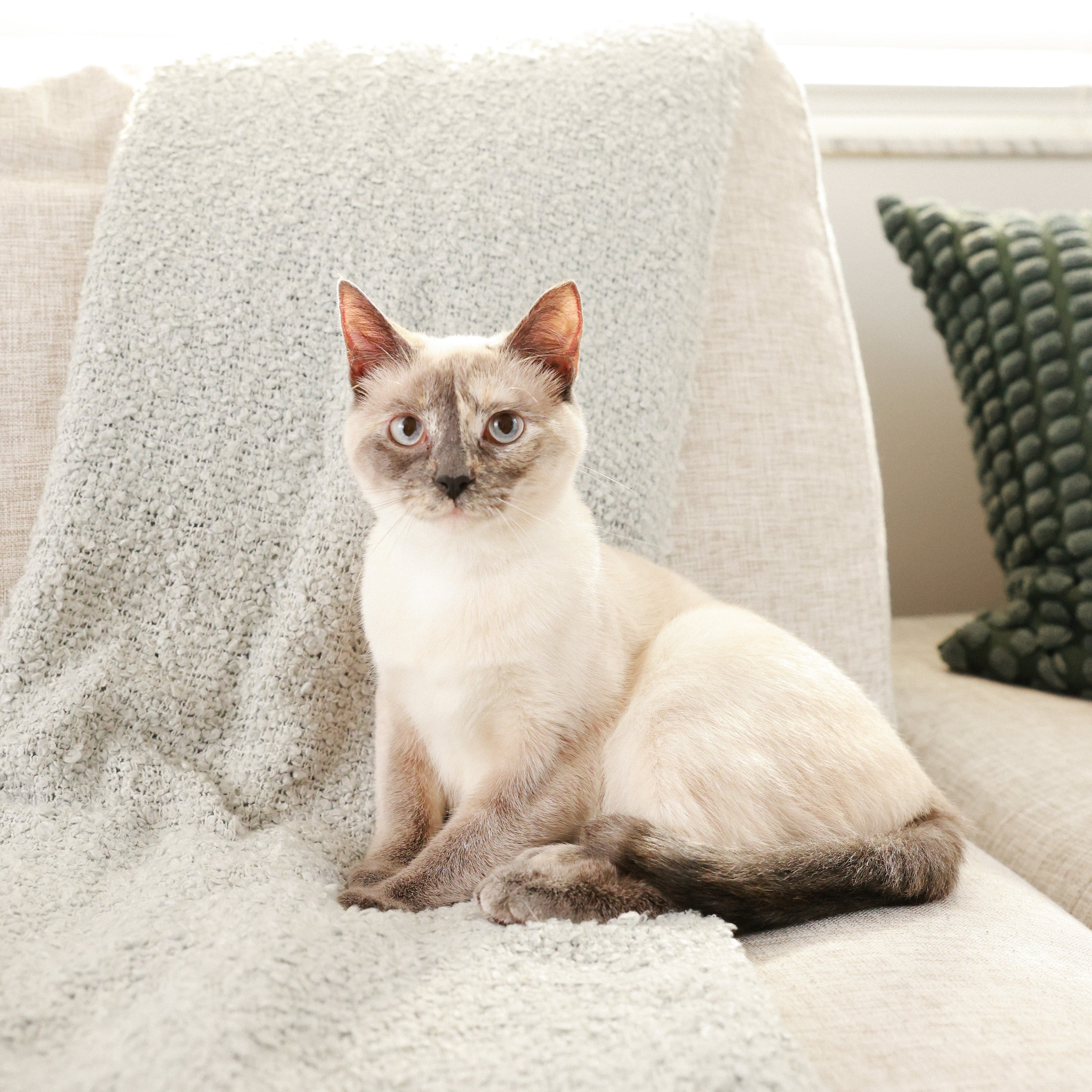 The Importance of Dental Care for Cats