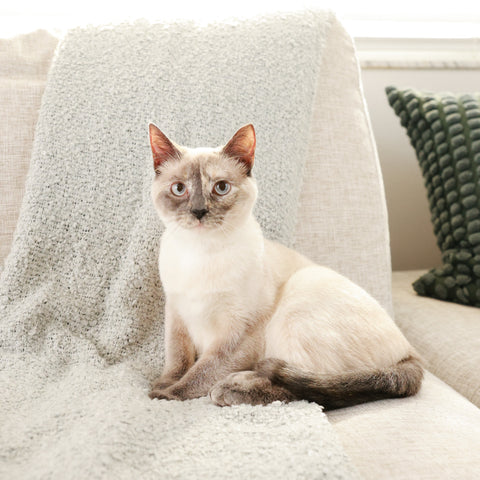 The Importance of Dental Care for Cats