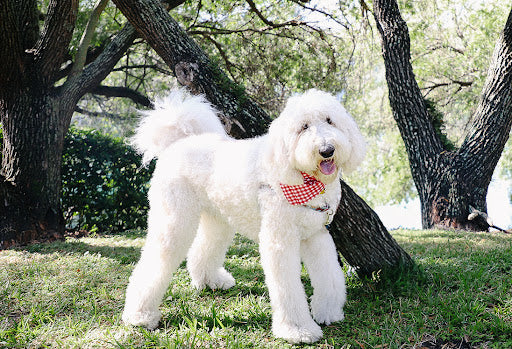 A large white dog wearing a checkered red bandana poses in front of a tree near a lake.