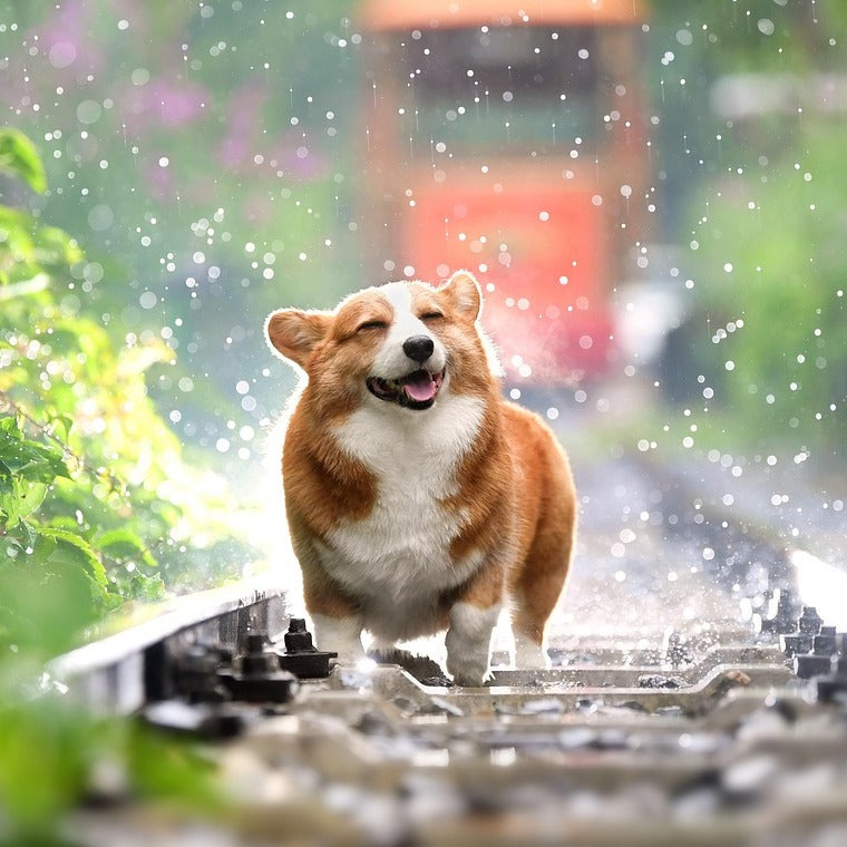 April Showers: Making the Most of Indoor Time With Your Pet