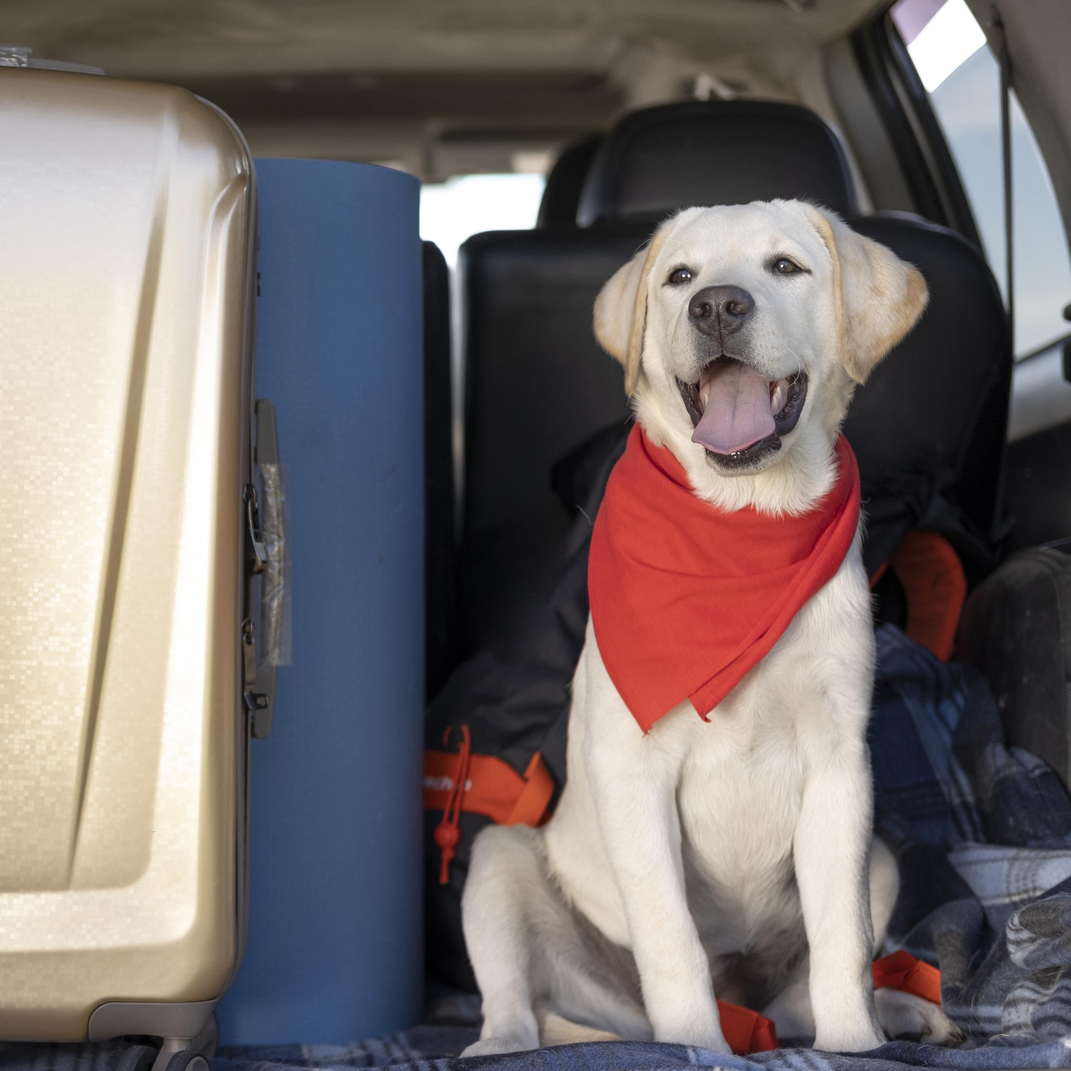 Tips on Traveling with Your Dog