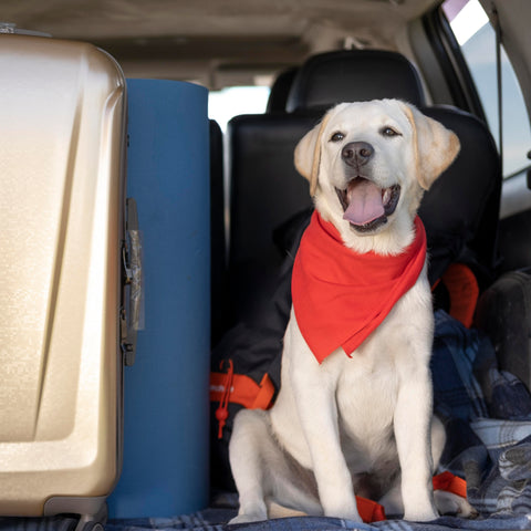 Tips on Traveling with Your Dog