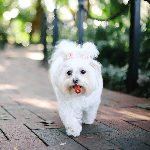 All You Need to Know About Pet Dental Month