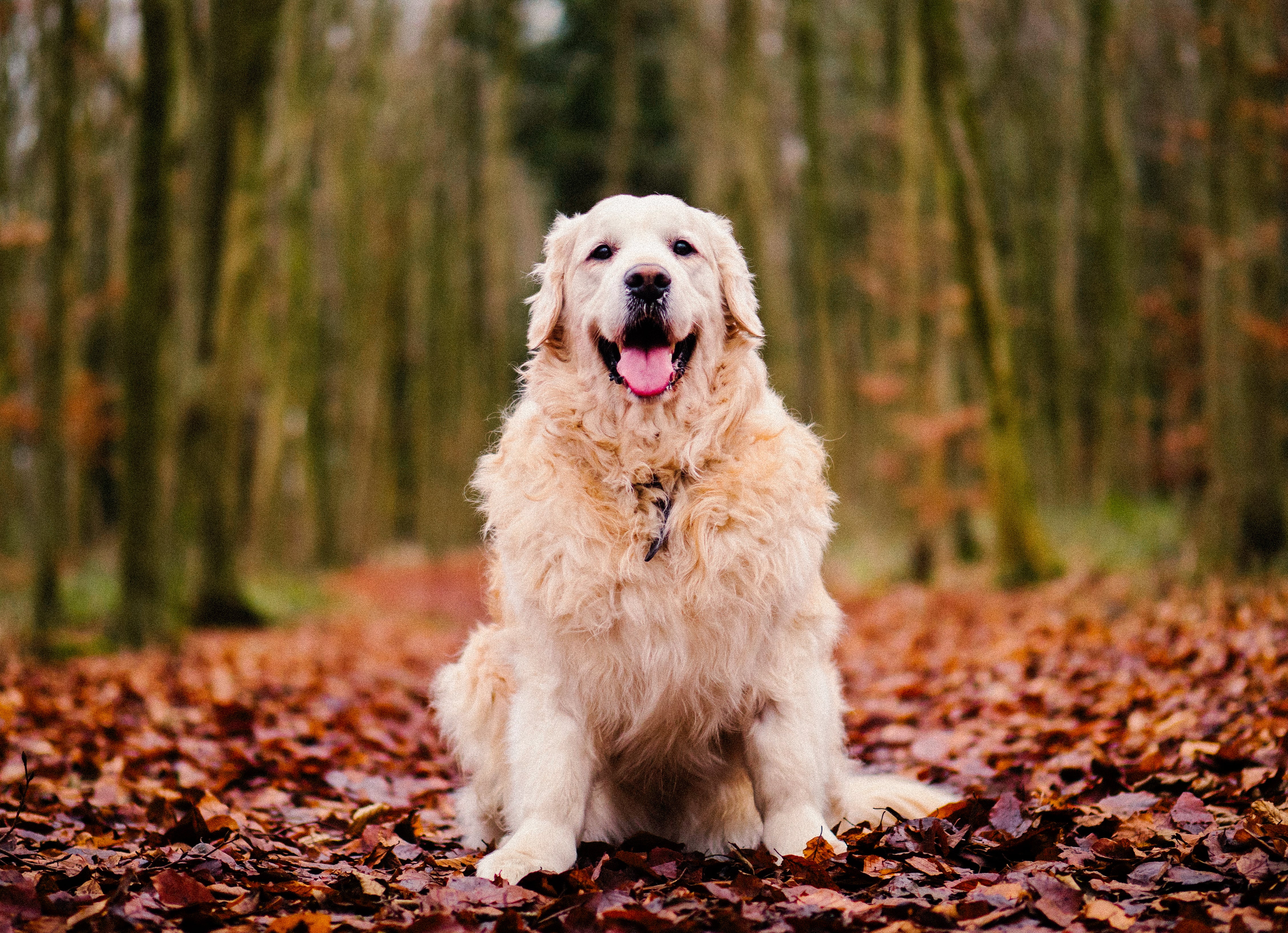 Thanksgiving Foods You Can Share With Your Dog