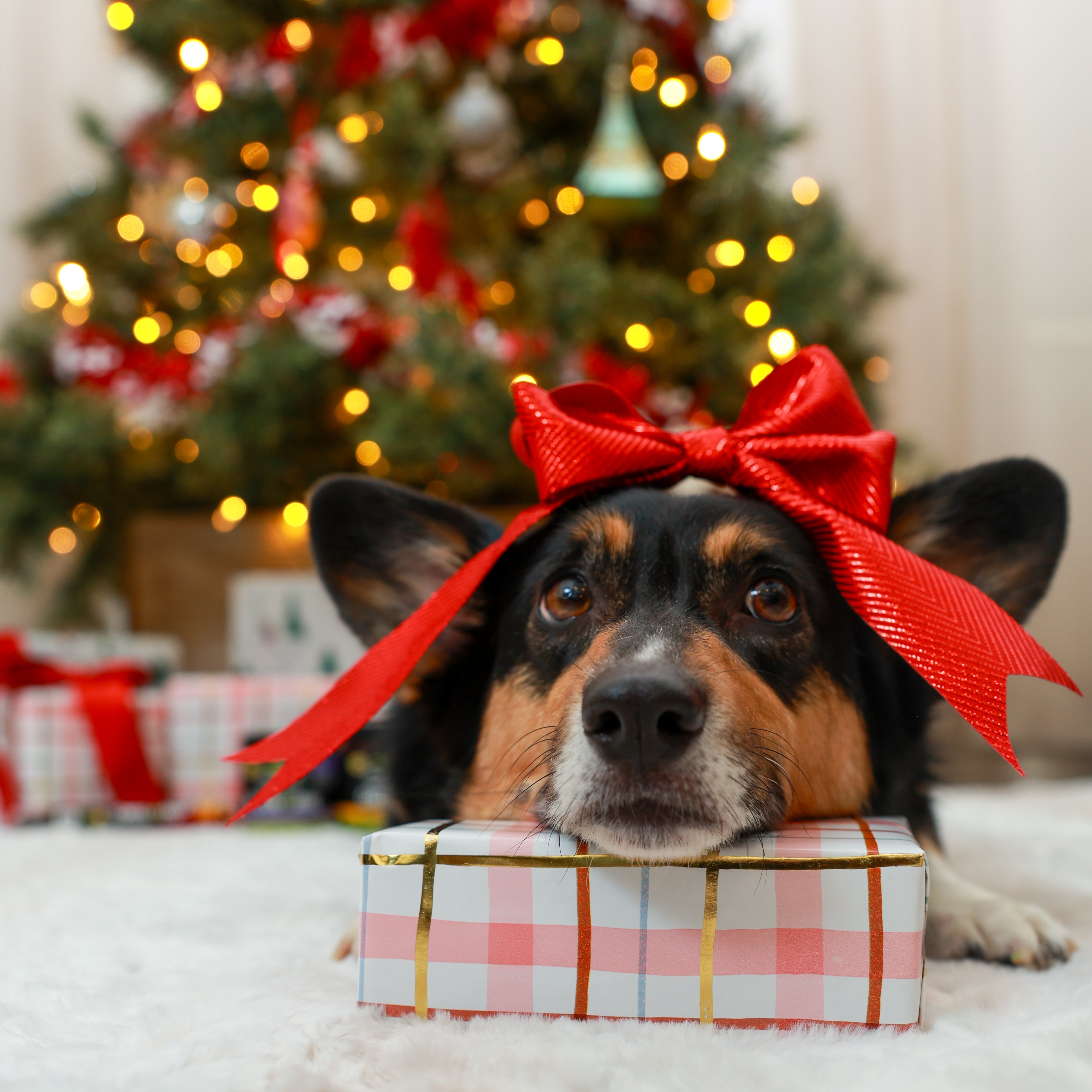 How to Include Your Pet in Holiday Traditions