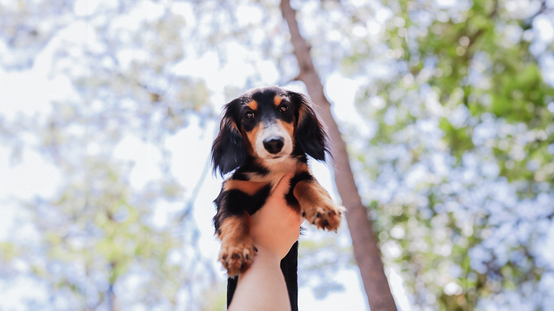 A black and brown dachshund puppy is being held up by his owners against a background of trees and sky. 
