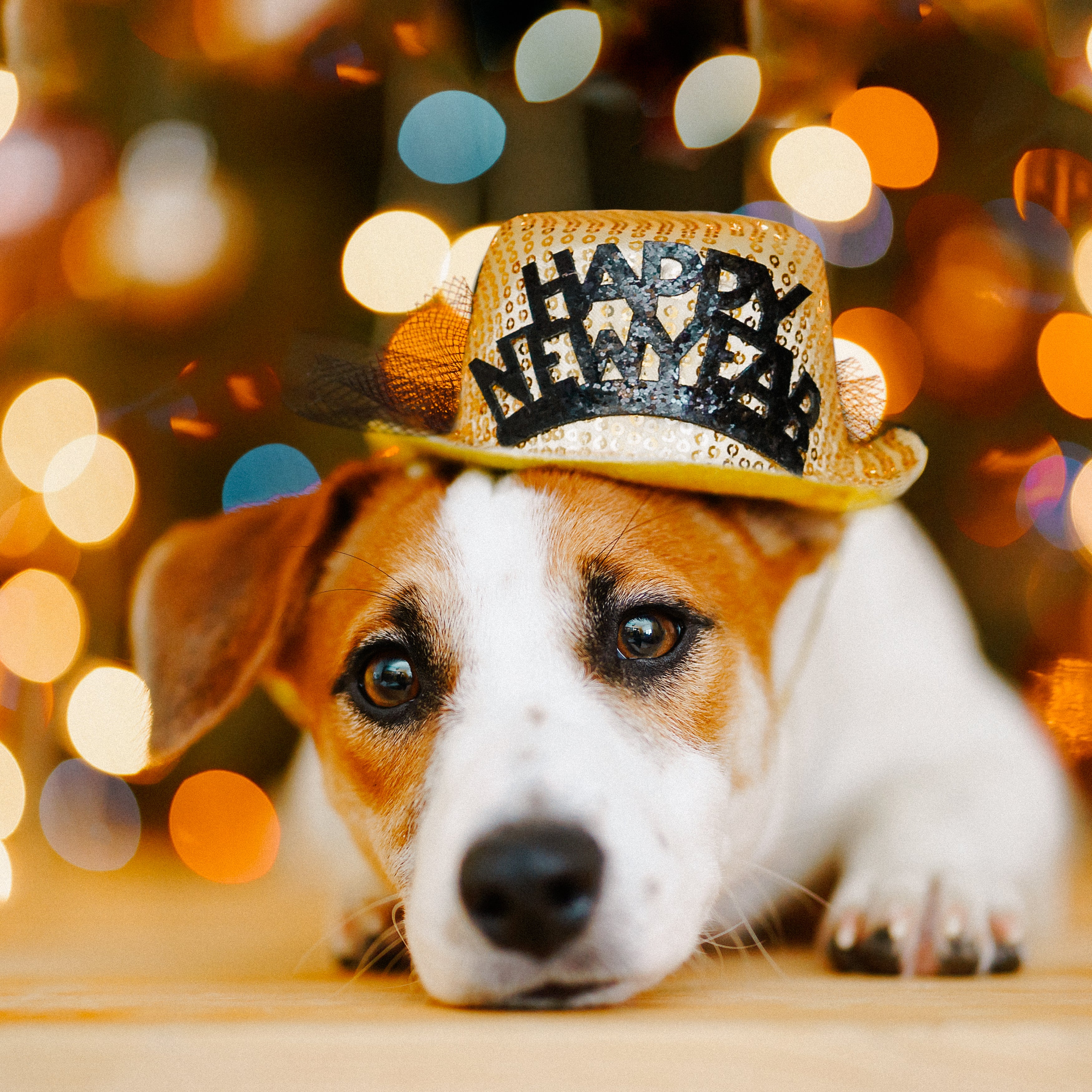 How to Prep Your Pup for New Year's Eve