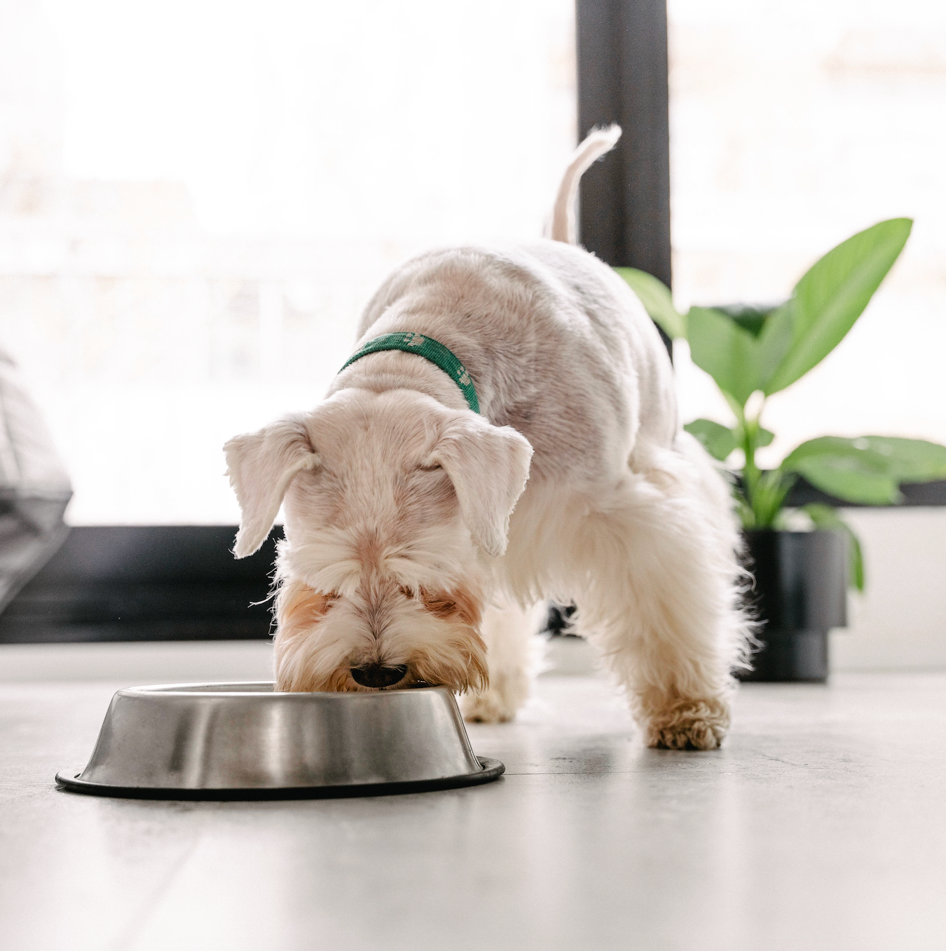 Let's Eat: Feeding Your Pet a Healthy Diet