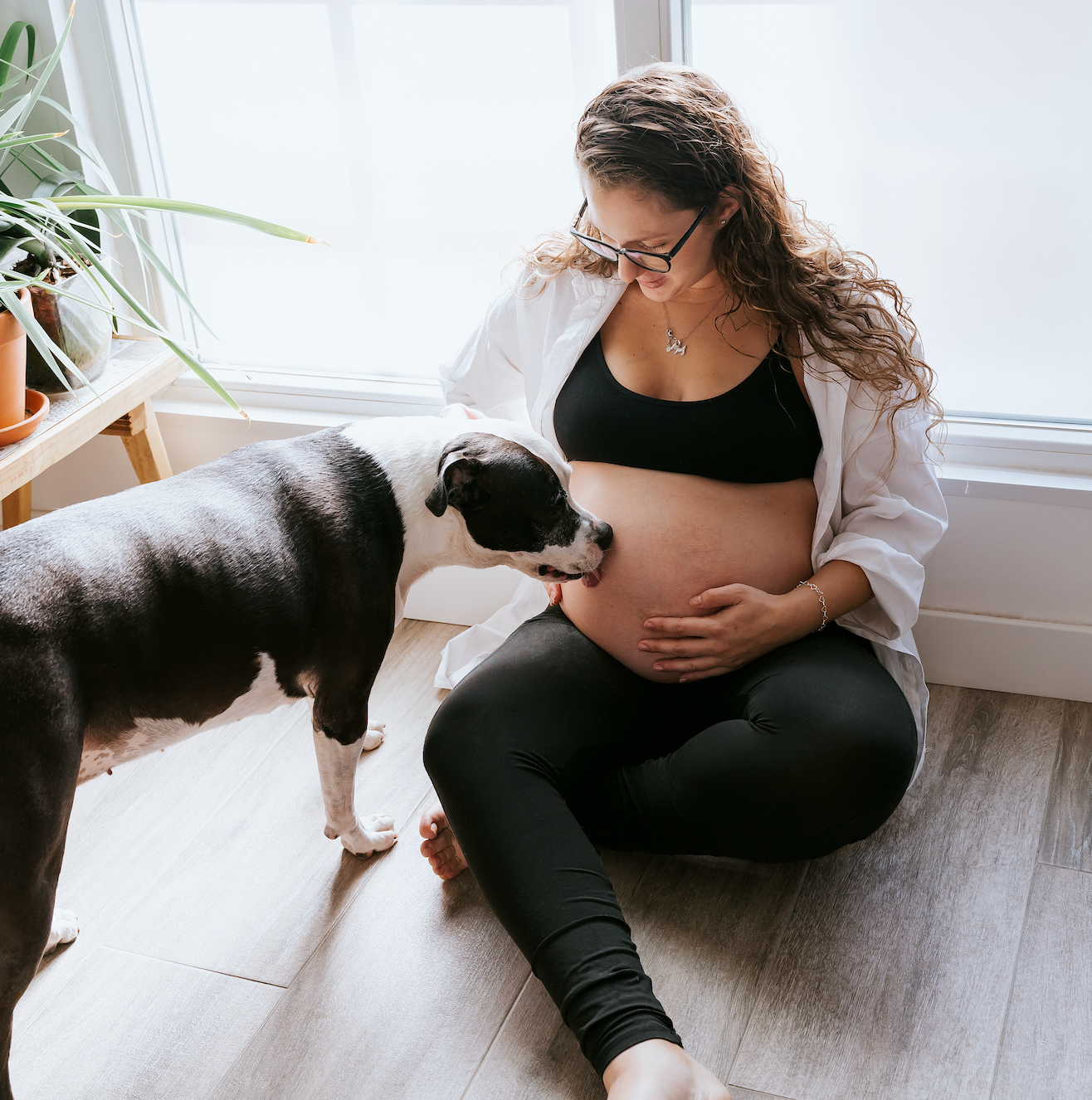 Image of a black and white dog sniffing a pregnant woman in athleisure's stomach in a bright, open home. 