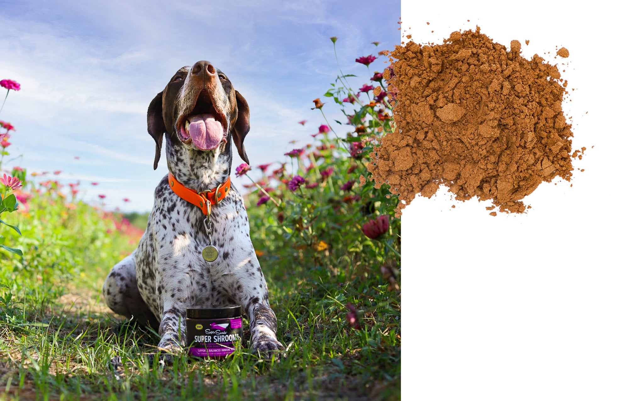 Super Snouts Super Shrooms