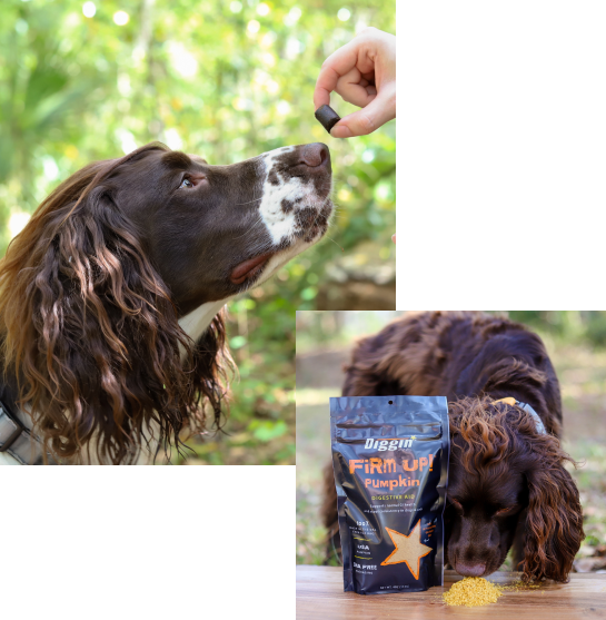 Super Snouts FIRM UP Pumpkin Bars