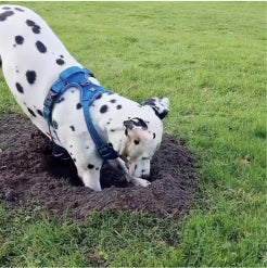 Antelopepets