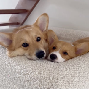 Antelopepets